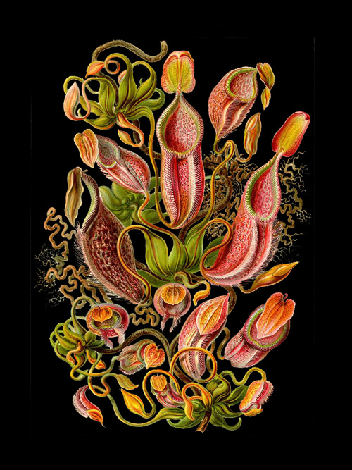 Malaysian Pitcher Plant PitcherPlant Blue Jade Pod